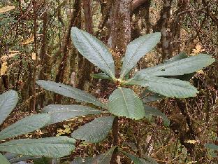 PA280114_1_1024px_MH R. rex ssp. gratum ( R. basilicum )?, photo by Matti Huotari