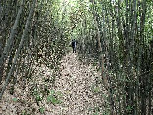 PA300311_1024px Bamboo thicket at Pianma pass, 3200 m