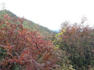 PA300317_1024px Sorbus sp., 3150 m