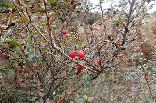 PA300319_mod1024 Cotoneaster sp., 3150 m