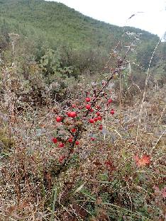 PA300322_1024px Cotoneaster sp., 3150 m