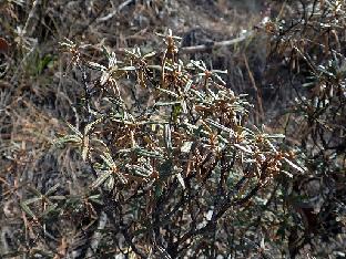 PB131936_1024px R. trichostomum , 3500 m