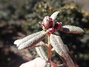 PB142045_1024px R. hippophaeoides , 3690 m