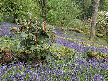 P5090075_Ardkinglas_1024px Bluebells, Hyacinthoides non-scripta