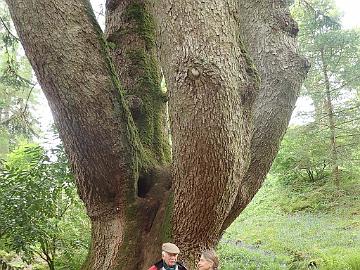 P5090107_Abies_alba_Ardkinglas_1024px Abies alba