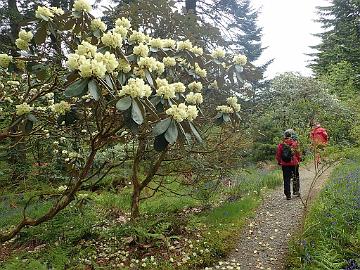 P5090109_hybrid_Ardkinglas_1024px Rhododendron hybrid