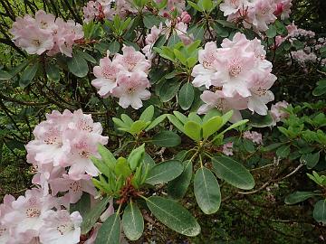 P5082791_Baravalla_1024px Rhododendron species from subsection Fortunea