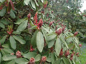 P5082809_decorum_flower_buds_Baravalla_1024px R. decorum