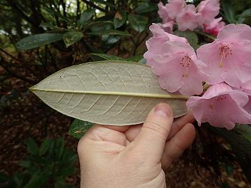 P5082825_argyrophyllum_Baravalla_1024px R. argyrophyllum