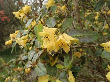 P5082845_yellow_cinnabarinum_Baravalla_1024px R. cinnabarinum ssp. xanthocodon