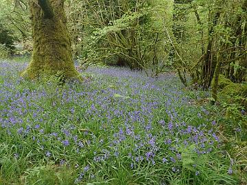 P5082851_bluebells_Baravalla_1024px Bluebells, Hyacinthoides non-scripta