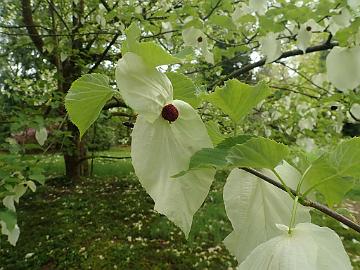 P5072652_Davidia_involucrata_Benmore_1024px Davidia involucrata