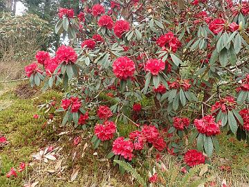 P5072705_arboreum_ssp_delavayi_Benmore_1024px R. arboreum ssp. delavayi var. delavayi (KYE #AC911)