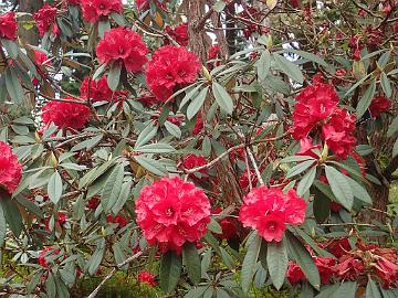 P5072706_arboreum_ssp_delavayi_Benmore_1024px R. arboreum ssp. delavayi var. delavayi (KYE #AC911)