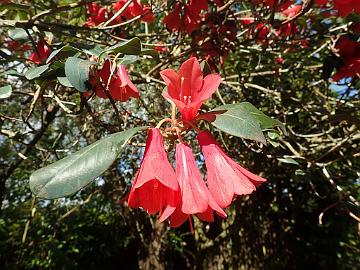 P5110310_cinnabarinum_Branklyn_1024px R. cinnabarinum ssp. cinnabarinum Roylei Group