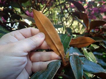 P5110314_no_label_Branklyn_1024px R. species from subsection Lanata , R. lanatoides or luciferum ? See Hans Eiberg's pages Rhododendron lanatoides and Rhododendron luciferum