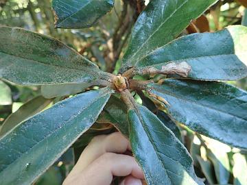 P5110315_no_label_Branklyn_1024px R. species from subsection Lanata , R. lanatoides or luciferum ? See Hans Eiberg's pages Rhododendron lanatoides and Rhododendron luciferum