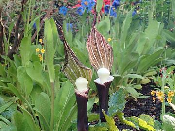 P5110318_Arisaema_sikokianum_Branklyn_1024px Arisaema sikokianum