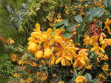 P5110398_Berberis_sp_Cluny_1024px Berberis sp.