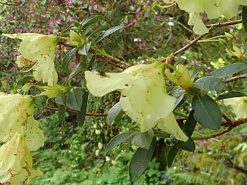 P5110407_Cluny_cropped_1024px Unidentified lepidote Rhododendron hybrid with yellow flowers