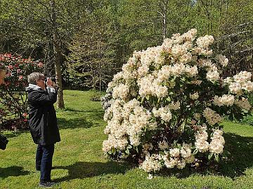 P5110350_Anu_and_Maharani_Craigowan_1024px Photographing R. 'Maharani' ('Harvest Moon' x Letty Edwards Group by Hans Hachmann)