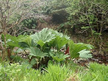 P5082725_Gunnera_Crarae_1024px Gunnera sp.