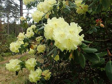 P5082758_Crest_Crarae_1024px R. 'Crest'