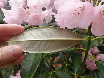 P5082761_argyrophyllum_Crarae_1024px R. argyrophyllum