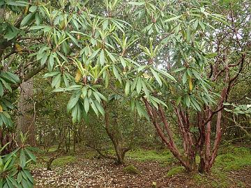 P5082767_Crarae_1024px R. strigillosum