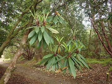 P5082768_Crarae_1024px R. strigillosum