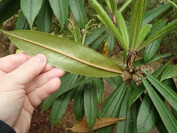 P5082769_Crarae_1024px R. strigillosum