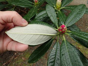 P5062542_argyrophyllum_ssp_nankingense_2006.0009_A_Dawyck_1024px R. argyrophyllum ssp. nankingense (2006.0009 A)