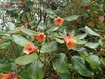 P5072563_viscidifolium_Glenarn_1024px R. viscidifolium