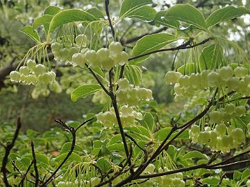 P5072576_Enkianthus_Glenarn_1024px Enkianthus sp.