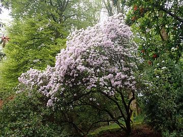 P5072578_Glenarn_1024px Unknown lepidote Rhododendron from subsection Triflora