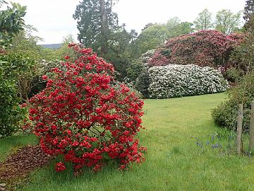 P5072598_Glenarn_1024px R. thomsonii hybrid