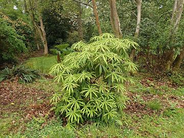 P5072635_strigillosum_Glenarn_1024px R. strigillosum