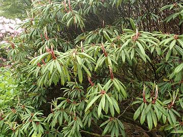 P5072641_strigillosum_Glenarn_1024px R. strigillosum