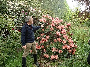 P5100123_Ken_Cox_Jim_Barlup's_Fire_Rim_Glendoick_1024px Ken Cox and R. 'Fire Rim' ('Nancy Evans' x 'Pink Petticoats' by Jim Barlup)