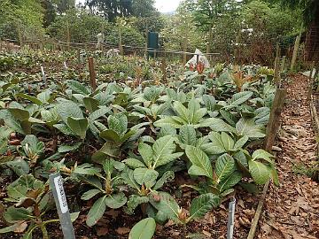 P5100129_falconeri_ssp_eximium_Glendoick_1024px R. falconeri ssp. eximium nursery plants