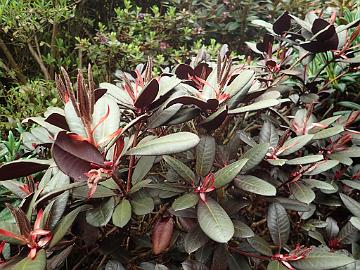 P5100137_Everred_Glendoick_1024px R. 'Everred' (a dark red-purple leaved hybrid by Cox)