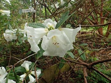 P5100143_lindley_Glendoick_1024px R. lindleyi