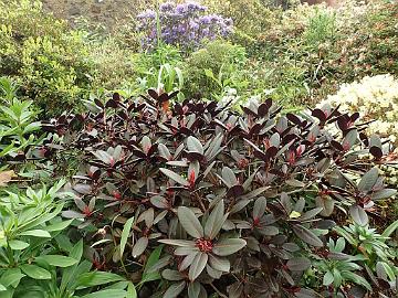 P5100210_Everred_Glendoick_1024px R. 'Everred' (a dark red-purple leaved hybrid by Cox)