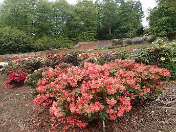 P5100219_Glendoick_1024px Rhododendron hybrids