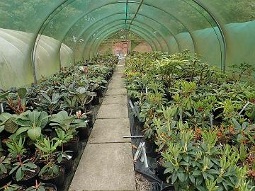 P5100220_Glendoick_1024px Rhododendron species plants grown in pots