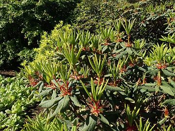P5120439_barbatum_RBGE_1024px R. barbatum (BLM 325)