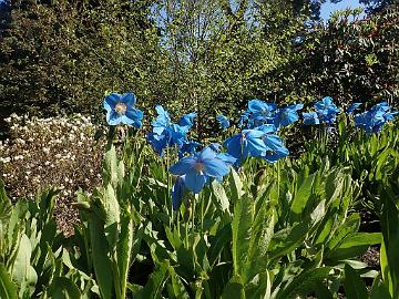 P5120442_Meconopsis_Slieve_Donard_RBGE_1024px Meconopsis 'Slieve Donard'