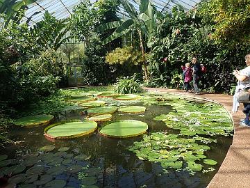 P5120482_RBGE_1024px In the Tropical Glasshouses