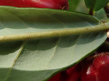 P5120571_neriiflorum_ssp_phaedropum_RBGE_1024px R. neriiflorum ssp. phaedropum (Kingdon-Ward 8521)