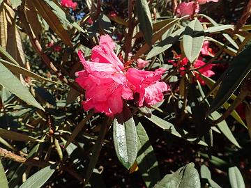 P5120588_arboreum_ssp_cinnamomeum_var_roseum_RBGE_1024px R. arboreum ssp. cinnamomeum var. roseum (Clark & Sinclair 1532, wc in Bhutan)